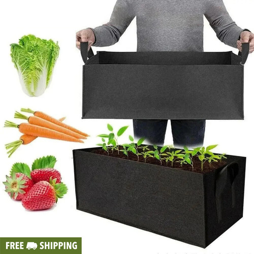 Large plant tree - pot, container