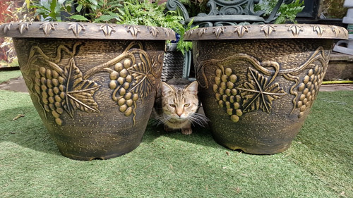 Pair xxl large 46cm - {,