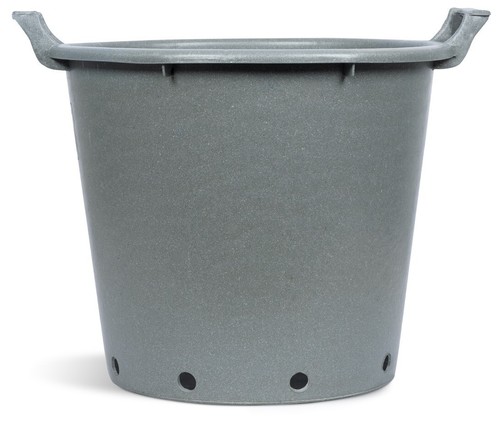 Large plant pot with - plant,