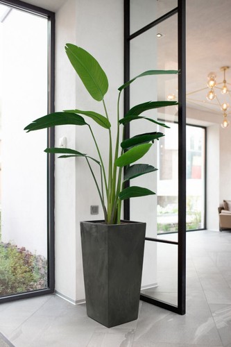 Gordanluk large tall plant - large,